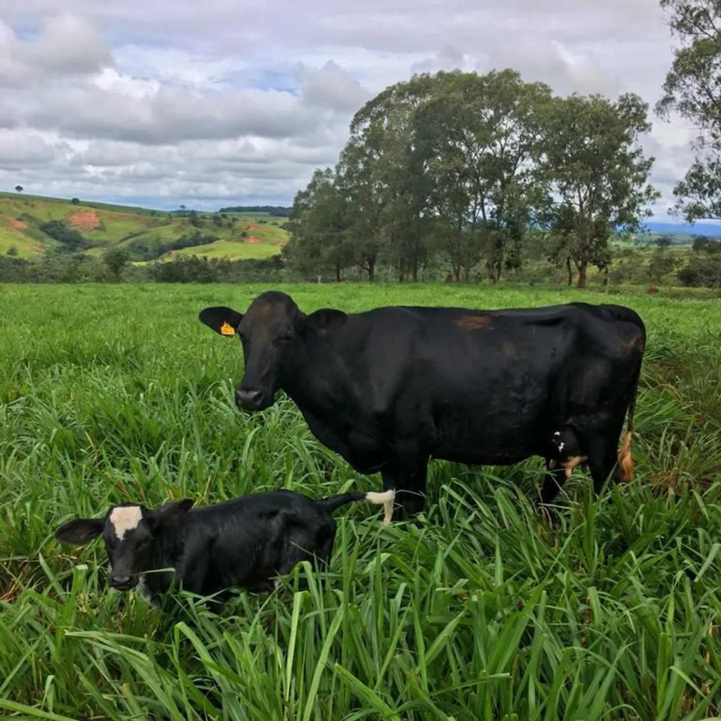 Gado leiteiro bem cuidado em pastagens na Fazenda Morada da Serra